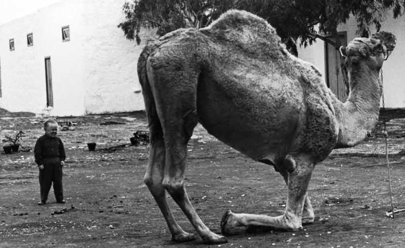 The Kneeling Camel